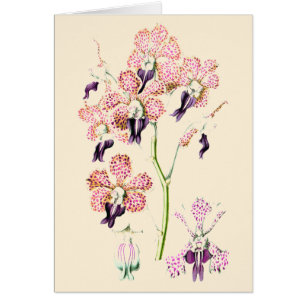 Orchideenblüte Rosa und violett gefleckt leere Ka