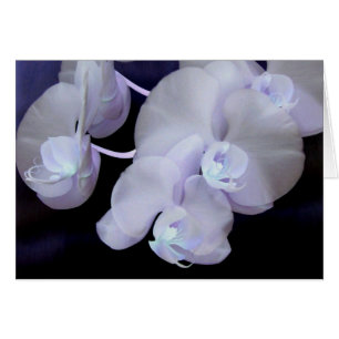 Orchideenblüten
