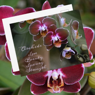 Orchideenblüten in Purpurrot Fotografische Blumend Postkarte