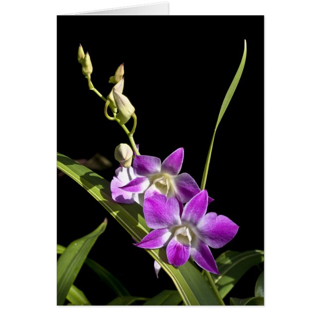 Orchideenkarte (Vorne)