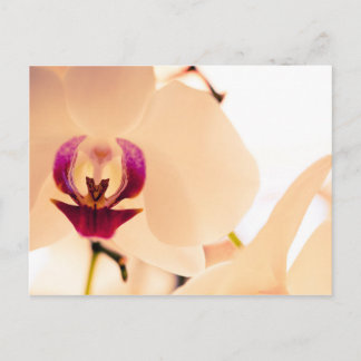 Orchideenlächeln Postkarte