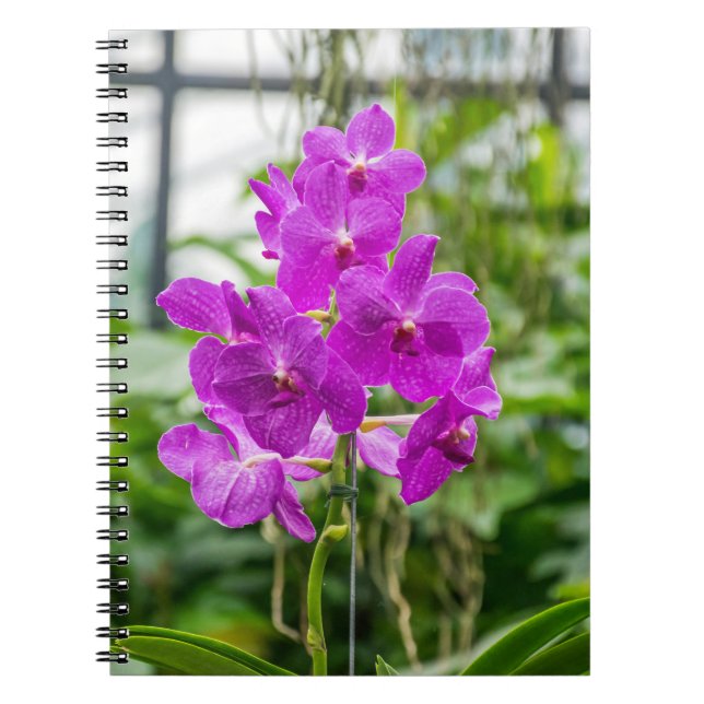 Orchideennotizbuch Notizblock (Vorderseite)