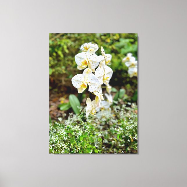 Orchideenschönheit Leinwanddruck (Vorderseite)