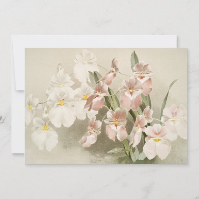Orchids Blume Vintag Alte Illustration Karte (Vorderseite)