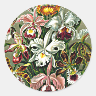 Orchids - Ernst Haeckel arwork, Orchidae Runder Aufkleber