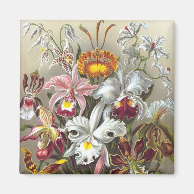 Orchids Ernst Haeckel Fine Art Magnet (Vorne)