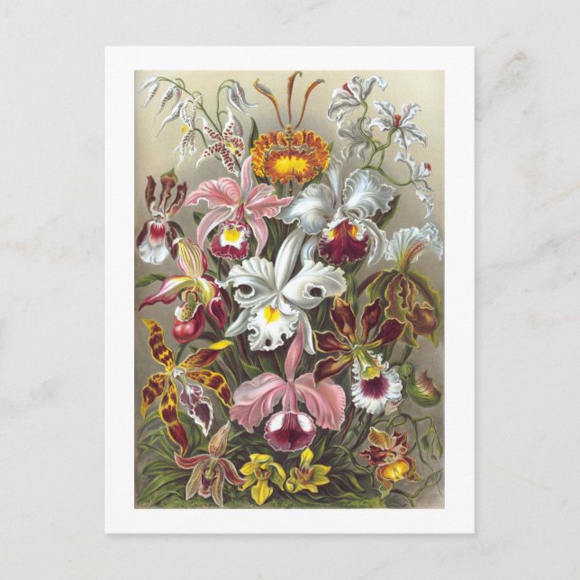 Orchids Ernst Haeckel Fine Art Postkarte (Vorderseite)