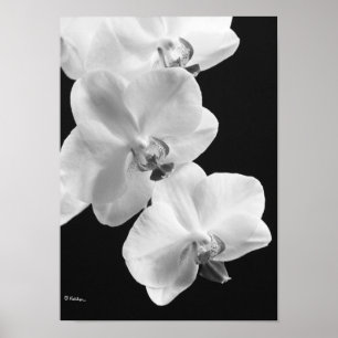 Orchids in Black and White Poster, 24X33.6 Poster