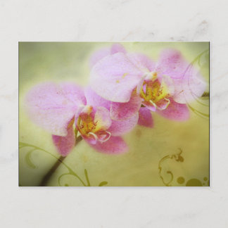 Orchids Postkarte