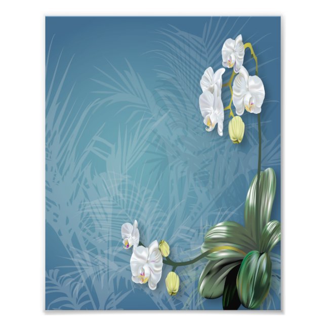Orchids und Ferns Fotodruck (Vorne)