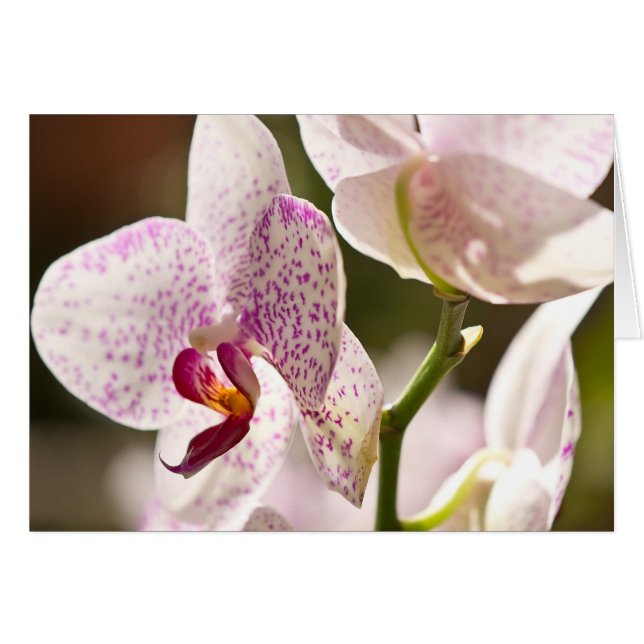Orchids von Shirley Taylor (Vorderseite (Horizontal))