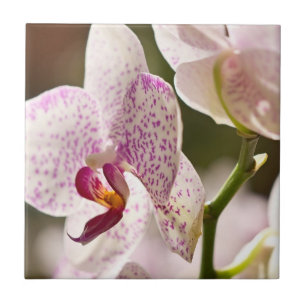 Orchids von Shirley Taylor Fliese