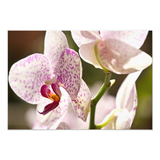 Orchids von Shirley Taylor Fotodruck (Vorne)