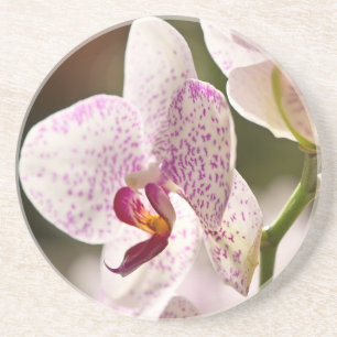 Orchids von Shirley Taylor Getränkeuntersetzer