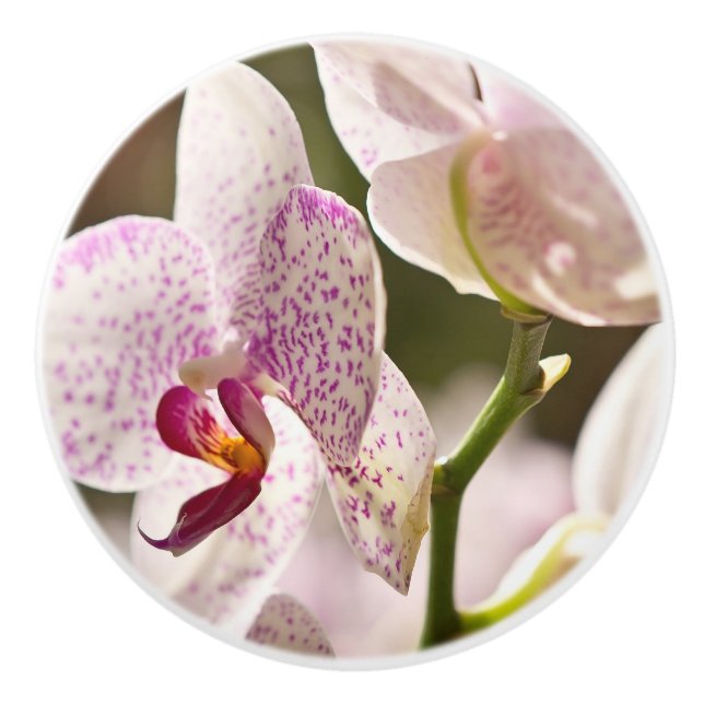 Orchids von Shirley Taylor Keramikknauf (Vorderseite)