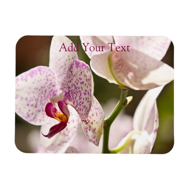 Orchids von Shirley Taylor Magnet (Horizontal)