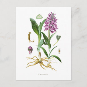 Orchis latifolia postkarte