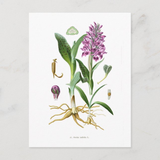 Orchis latifolia postkarte (Vorderseite)