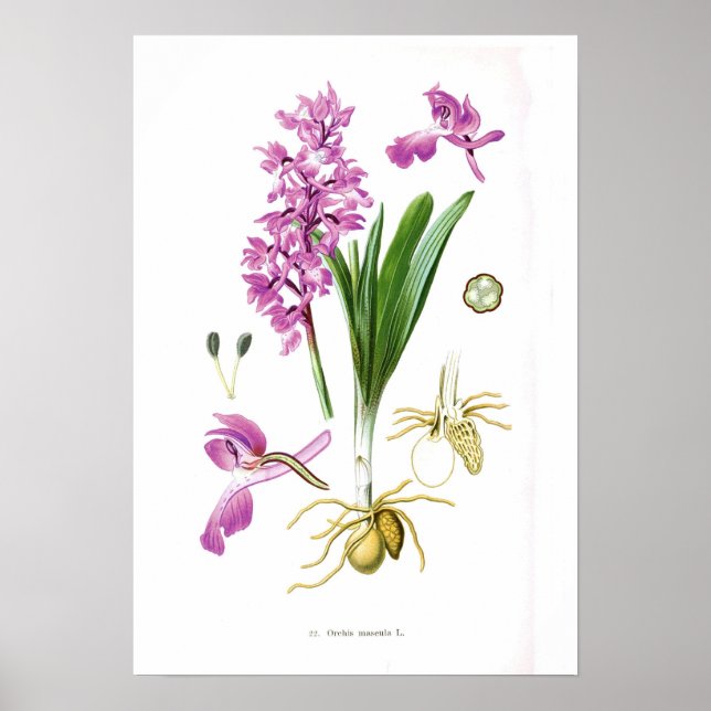 Orchis mascula poster (Vorne)