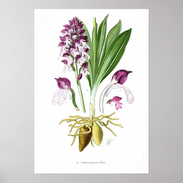 Orchis purpurea poster (Vorne)