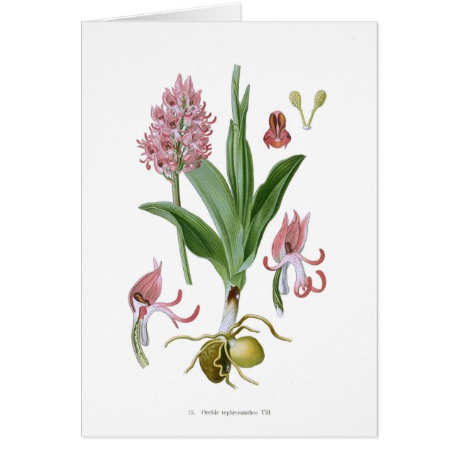Orchis tephrosanthos (Vorne)