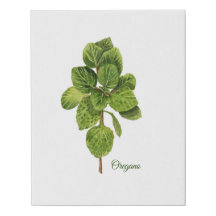 Oregano 1