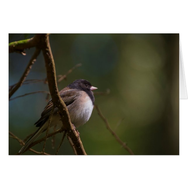 Oregeon Junco (Vorderseite (Horizontal))