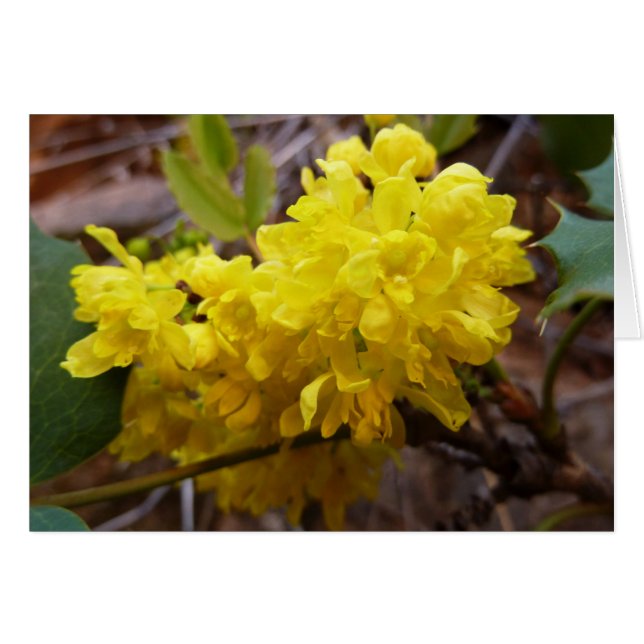 Oregon Blume Gelbe Wildblumen (Vorderseite (Horizontal))