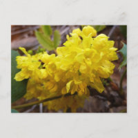 Oregon Blume Gelbe Wildblumen