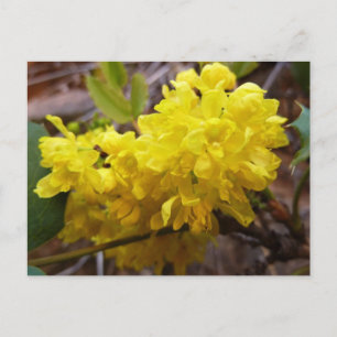 Oregon Blume Gelbe Wildblumen Postkarte