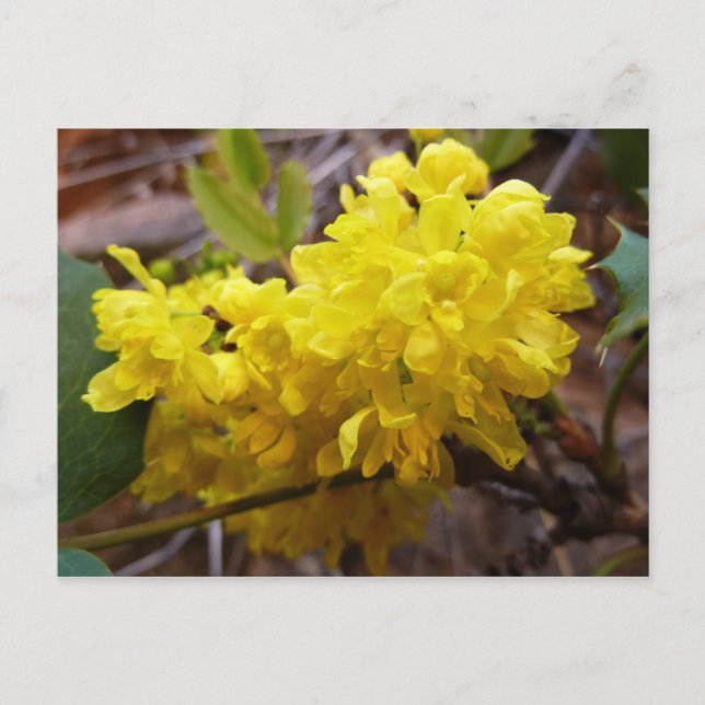 Oregon Blume Gelbe Wildblumen Postkarte (Vorderseite)