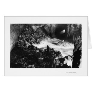 Oregon Coast Sea Lion Caves Räume Sicht