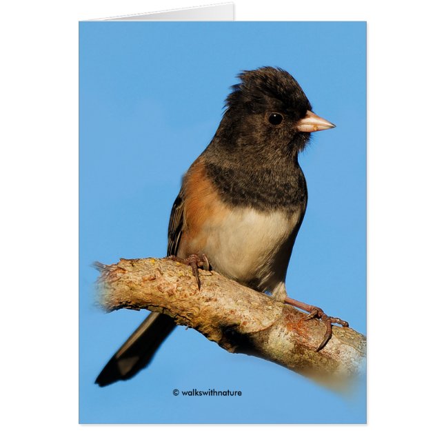 Oregon Dark-Mit Augen Junco auf dem Kirschbaum (Vorne)