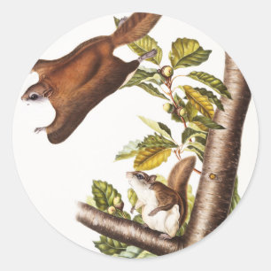 Oregon-Flughörnchen (Pteromys Origonensis) Runder Aufkleber