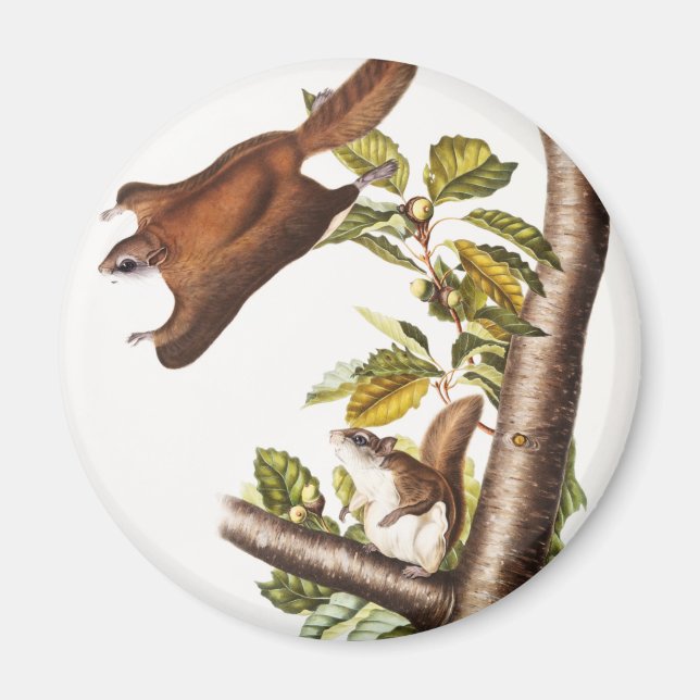 Oregon Flying Eichhörnchen (Pteromys Origonensis) Magnet (Vorne)