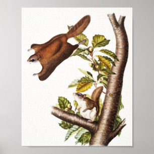 Oregon Flying Eichhörnchen (Pteromys Origonensis) Poster