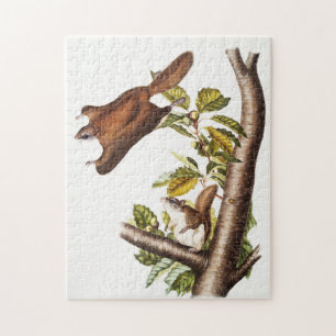 Oregon Flying Eichhörnchen (Pteromys Origonensis) Puzzle