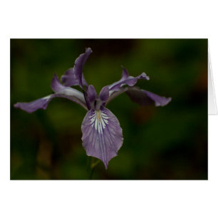 Oregon-Iris
