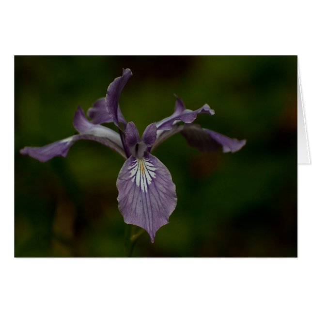 Oregon Iris (Vorderseite (Horizontal))