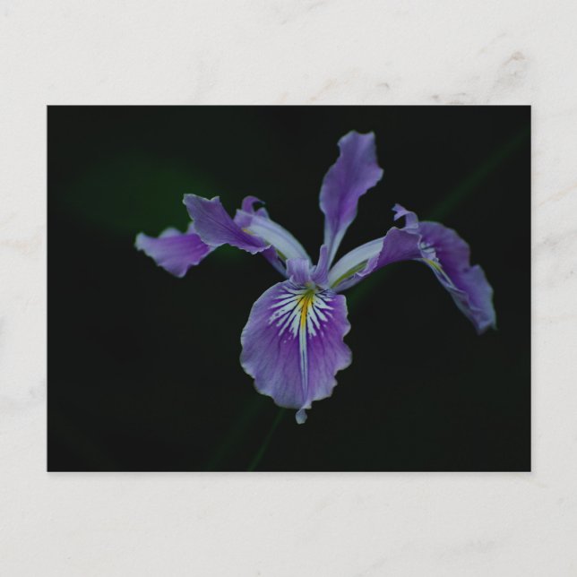 Oregon Iris 01 Postkarte (Vorderseite)