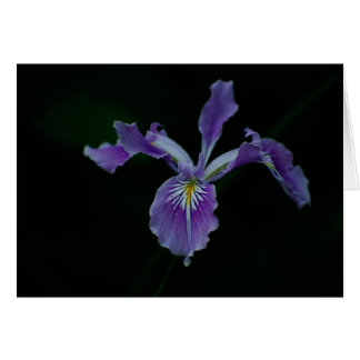 Oregon-Iris 02