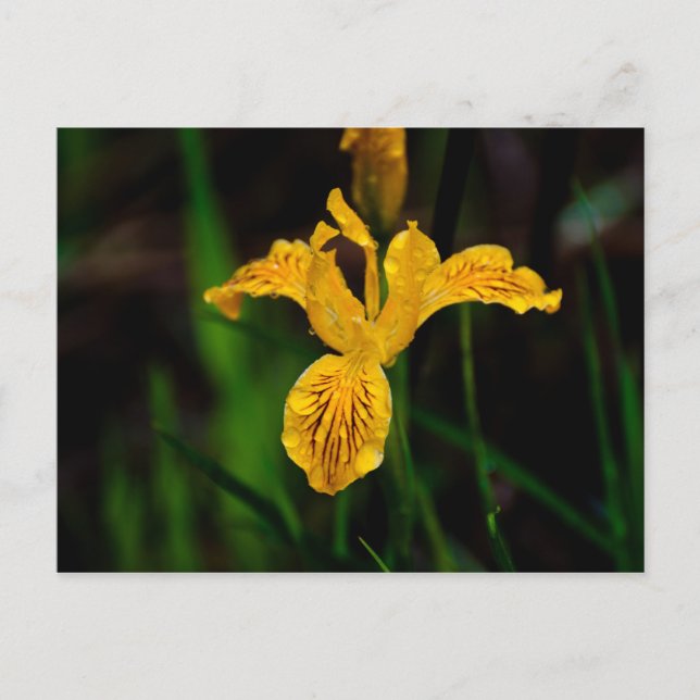 Oregon Iris 02 Postkarte (Vorderseite)