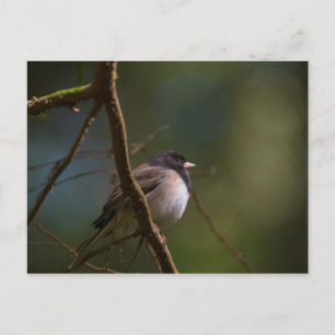 Oregon Junco Postkarte