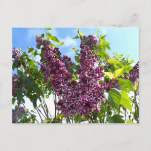 Oregon Lilacs Postkarte
