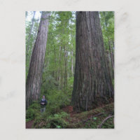 Oregon Redwoods