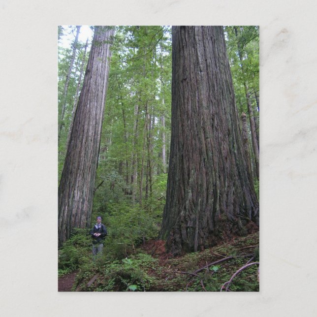 Oregon Redwoods Postkarte (Vorderseite)