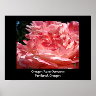 Oregon Rose Gardens Portland Oregon Pink Roses Poster