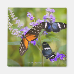 Oregon, USA Magnet