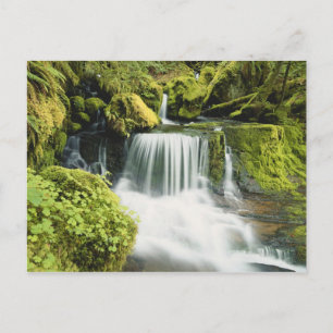 Oregon, Wasserfall im Willamette-Nationalpark Postkarte