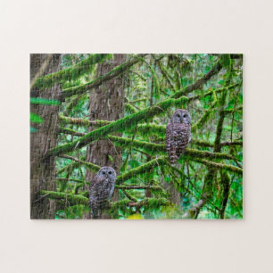 Oregon Wild Owl's. Puzzle